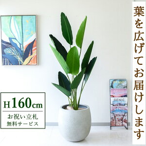 tFCNO[ I[KX^ H160cm t / lHϗtA ϗtA tFCN  ^ 傫 X  JX J ړ] j Mtg v[g  ZW fnEX It