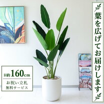 楽天市場】オーガスタ 160の通販