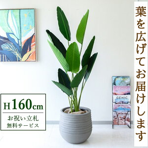 tFCNO[ I[KX^ H160cm t / lHϗtA ϗtA tFCN  X  JX J ړ] j Mtg v[g  ZW fnEX ItBX D