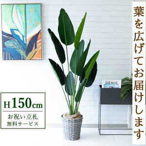 tFCNO[ I[KX^ H150cm t / lHϗtA ϗtA tFCN  X  JX J ړ] j Mtg v[g  ZW fnEX ItBX D