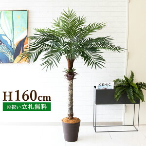 tFCNO[ tFjbNXp[c[(V̖) H160cm t 2 / lHϗtA ϗtA tFCN  ^p[c[ 썑  X  JX J ړ] j  Z