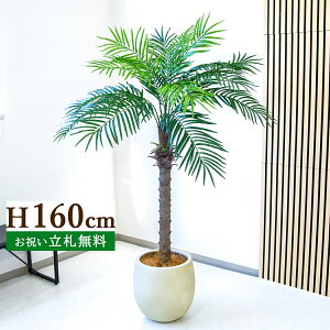 tFCNO[ tFjbNXp[c[(V̖) H160cm t 2 / lHϗtA ϗtA tFCN  ^ 傫p[c[ 썑  X  JX J ړ] j 
