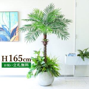 tFCNO[ tFjbNXp[c[(V̖) H165cm t 2 / lHϗtA ϗtA tFCN  ^ 傫p[c[ 썑  X  JX J ړ] j 