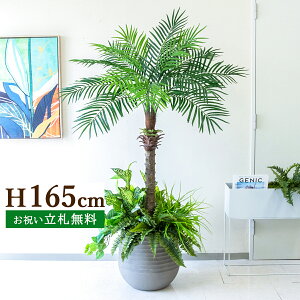 tFCNO[ tFjbNXp[c[(V̖) H165cm t 2 / lHϗtA ϗtA tFCN  ^ 傫p[c[ 썑  X  JX J ړ] j 