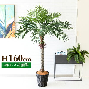 tFCNO[ tFjbNXp[c[(V̖) H160cm t 2 / lHϗtA ϗtA tFCN  ^p[c[ 썑  X  JX J ړ] j  Z
