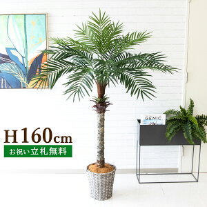 tFCNO[ tFjbNXp[c[(V̖) H160cm t 2 / lHϗtA ϗtA tFCN  ^p[c[ 썑  X  JX J ړ] j  Z