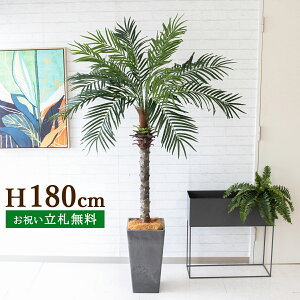 tFCNO[ tFjbNXp[c[(V̖) H180cm t 2 / lHϗtA ϗtA tFCN  ^ 傫p[c[ 썑  X  JX J ړ] j 