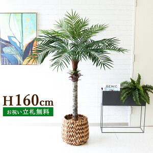 tFCNO[ tFjbNXp[c[(V̖) H160cm t 2 / lHϗtA ϗtA tFCN  ^p[c[ 썑  X  JX J ړ] j  Z