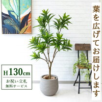 楽天市場】ソングオブジャマイカ（人工観葉植物｜造花・人工観葉植物 