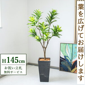 tFCNO[ \OIuW}CJ H145cm t / lHϗtA ϗtA tFCN  X  JX J ړ] j Mtg v[g  ZW fnEX ItB