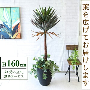 tFCNO[ bJACtBA H160cm t / lHϗtA ϗtA tFCN  ^ X  JX J ړ] j Mtg v[g  ZW fnEX I