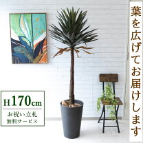 楽天市場】ユッカ アロイフォリアの通販