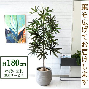 tFCNO[ AAc[ H180cm t / lHϗtA ϗtA tFCN  ^ 傫 X  JX J ړ] j Mtg v[g  ZW fnEX 