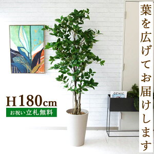 tFCNO[ IX}TXc[ H180cm t / lHϗtA ϗtA tFCN  ^ 傫 X  JX J ړ] j Mtg v[g  ZW fnE