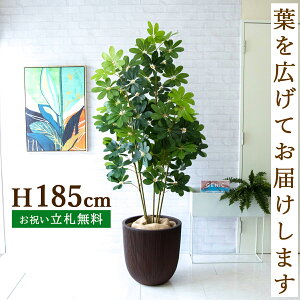 tFCNO[ VFt H185cm t / lHϗtA ϗtA tFCN  ^ 傫 X  JX J ړ] j Mtg v[g  ZW fnEX It