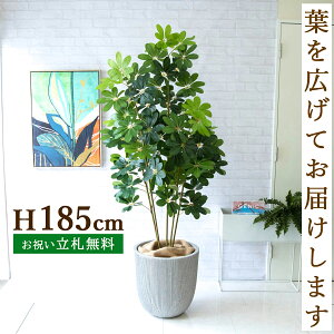 tFCNO[ VFt H185cm t / lHϗtA ϗtA tFCN  ^ 傫 X  JX J ړ] j Mtg v[g  ZW fnEX It