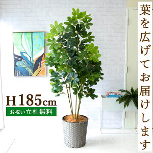 tFCNO[ VFt H185cm t / lHϗtA ϗtA tFCN  ^ 傫 X  JX J ړ] j Mtg v[g  ZW fnEX It
