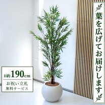 楽天市場】観葉植物 190cmの通販