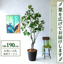 楽天市場】190cm フェイクグリーンの通販 人工観葉植物フェイクグリーン約190cm 緑色 黒鉢
