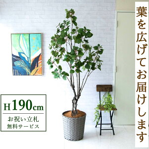 tFCNO[ X[Nc[ H190cm t / lHϗtA ϗtA tFCN  ^ 傫 X  JX J ړ] j Mtg v[g  ZW fnEX 