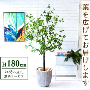 tFCNO[ hE_ccW H180cm t / lHϗtA ϗtA tFCN  ^ 傫 X  JX J ړ] j Mtg v[g  ZW fnEX 