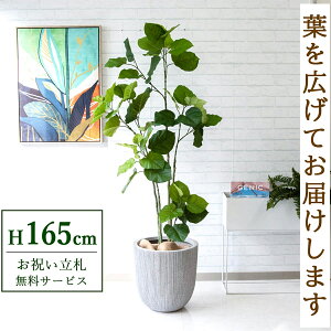 フェイクグリーン ウンベラータ H約165cm 鉢付き / 人工観葉植物 観葉植物 フェイク 造花 店舗 装飾 開店 開業 移転 祝い ギフト プレゼント おしゃれ 住宅展示場 モデルハウス オフィス 立札無