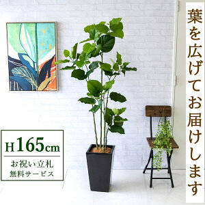フェイクグリーン ウンベラータ H約165cm 鉢付き / 人工観葉植物 観葉植物 フェイク 造花 店舗 装飾 開店 開業 移転 祝い ギフト プレゼント おしゃれ 住宅展示場 モデルハウス オフィス 立札無