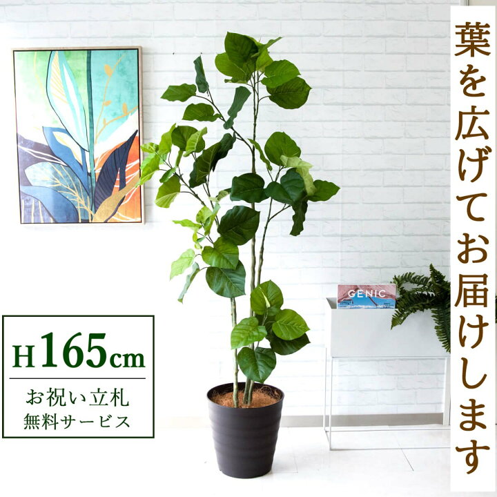 楽天 スーパーSALE期間 10%OFF 【個人様購入可能】○ ウンベラータ 無 