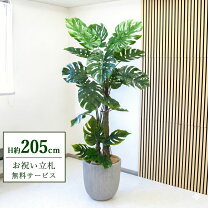 ⬛️ 稀少！⬛️ 超 デカ！⬛️ 葉っぱ、かなり多し！⬛️話題の 