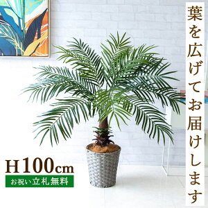 tFCNO[ tFjbNXp[c[(V̖) H100cm t / lHϗtA ϗtA tFCN ԃp[c[ 썑  X  JX J ړ] j Mtg v[g 