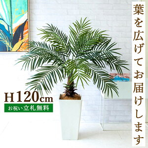 tFCNO[ tFjbNXp[c[(V̖) H120cm t / lHϗtA ϗtA tFCN ԃp[c[ 썑  X  JX J ړ] j Mtg v[g 