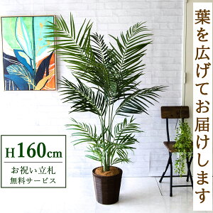 �����D�������y���������z �t�F�C�N�O���[�� �l�H�ϗt�A�� �A���J�p�[�� 160cm ���t�� / �@�l�E�J�X�j�� �X�܁E�I�t�B�X���� ��ԉ��o ����/PG242-SYD26DB