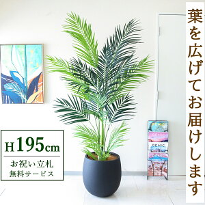 tFCNO[ AJp[c[ H195cm t / lHϗtA ϗtA tFCN  ^ 傫p[c[ 썑  X  JX J ړ] j Mtg v[g  