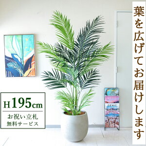 tFCNO[ AJp[c[ H195cm t / lHϗtA ϗtA tFCN  ^ 傫p[c[ 썑  X  JX J ړ] j Mtg v[g  