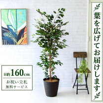 楽天市場】観葉植物 ベンジャミン 160の通販