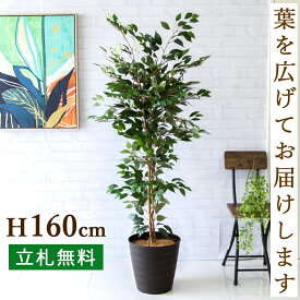 人工観葉植物 フェイクグリーン ベンジャミン H約160cm [お祝い立札無料] 観葉植物 フェイク 造花 開店祝い 開業祝い お祝い おしゃれ インテリア 住宅展示場 店舗【PG245-M30DB ベンジャミン H約160cm/ポリプロピレン鉢 】