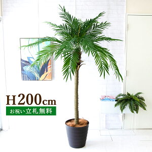tFCNO[ tFjbNXp[c[(V̖) H200cm t 2 / lHϗtA ϗtA tFCN  ^ 傫p[c[ 썑  X  JX J ړ] j 