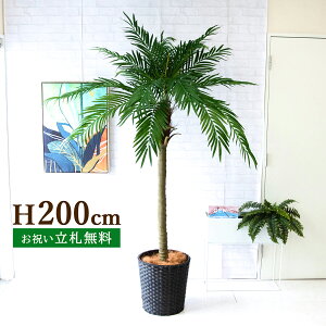 tFCNO[ tFjbNXp[c[(V̖) H200cm t 2 / lHϗtA ϗtA tFCN  ^ 傫p[c[ 썑  X  JX J ړ] j 