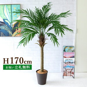 tFCNO[ tFjbNXp[c[(V̖) H170cm t / lHϗtA ϗtA tFCN  ^ 傫p[c[ 썑  X  JX J ړ] j Mtg v