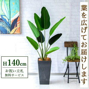 フェイクグリーン オーガスタ H約140cm 鉢付き / 人工観葉植物 観葉植物 フェイク 造花 店舗 装飾 開店 開業 移転 祝い ギフト プレゼント おしゃれ 住宅展示場 モデルハウス オフィス 立札無料