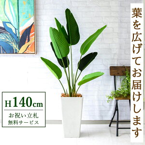 tFCNO[ I[KX^ H140cm t / lHϗtA ϗtA tFCN  X  JX J ړ] j Mtg v[g  ZW fnEX ItBX D