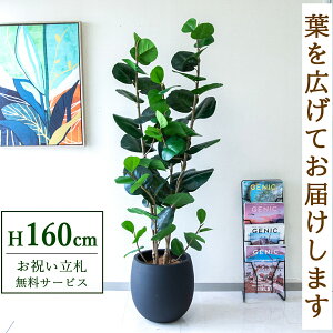 tFCNO[ V[O[v H160cm t / lHϗtA ϗtA tFCN  X  JX J ړ] j Mtg v[g  ZW fnEX ItBX D