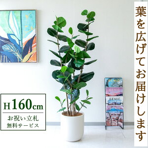 フェイクグリーン シーグレープ H約160cm 鉢付き / 人工観葉植物 観葉植物 フェイク 造花 店舗 装飾 開店 開業 移転 祝い ギフト プレゼント おしゃれ 住宅展示場 モデルハウス オフィス 立札無