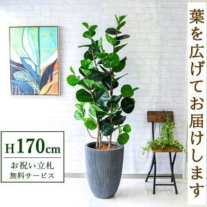 tFCNO[ V[O[v H170cm t / lHϗtA ϗtA tFCN  ^ 傫 X  JX J ړ] j Mtg v[g  ZW fnEX I