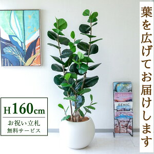 Dyz tFCNO[ lHϗtA V[O[v 160cm t / @lEJXj X܁EItBX ԉo /PG253-ROM43IV