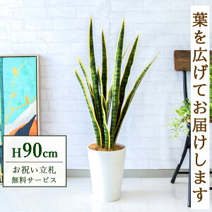 tFCNO[ TZxA H90cm t / lHϗtA ϗtA tFCN  X  JX J ړ] j Mtg v[g  ZW fnEX ItBX D