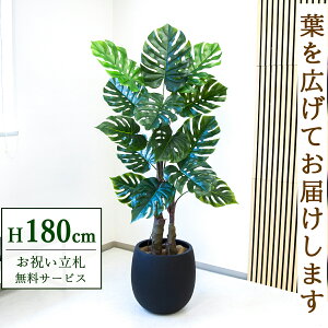 tFCNO[ Xe H180cm t / lHϗtA ϗtA tFCN  ^ 傫 X  JX J ړ] j Mtg v[g  ZW fnEX It