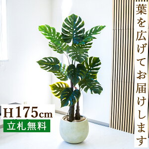 tFCNO[ Xe H175cm t / lHϗtA ϗtA tFCN  ^ 傫 X  JX J ړ] j Mtg v[g  ZW fnEX It