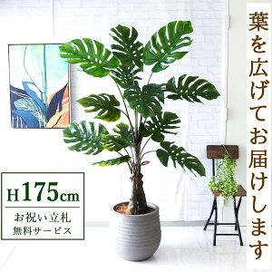 tFCNO[ Xe H175cm t / lHϗtA ϗtA tFCN  ^ 傫 X  JX J ړ] j Mtg v[g  ZW fnEX It