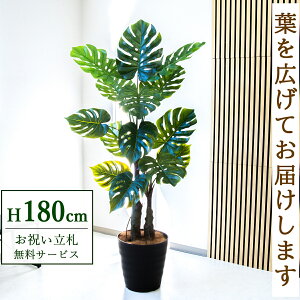 tFCNO[ Xe H180cm t / lHϗtA ϗtA tFCN  ^ 傫 X  JX J ړ] j Mtg v[g  ZW fnEX It